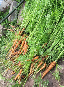 Carrot Top Pesto