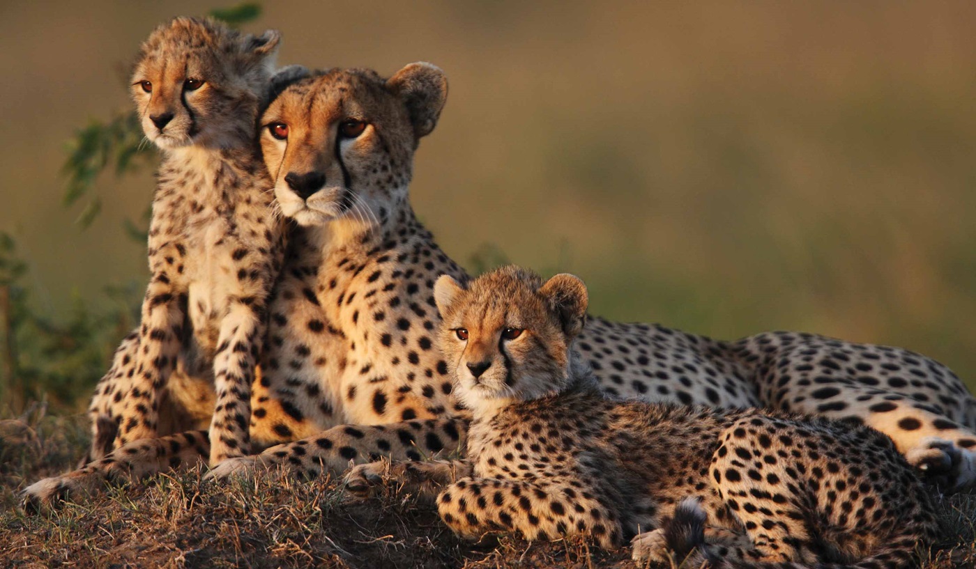 Tauck Africa Tours 2025