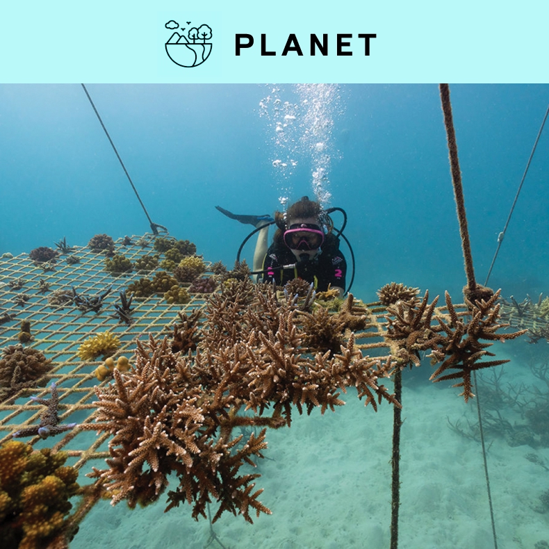 Great Barrier Reef 