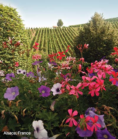 Vineyard, Alsace, France