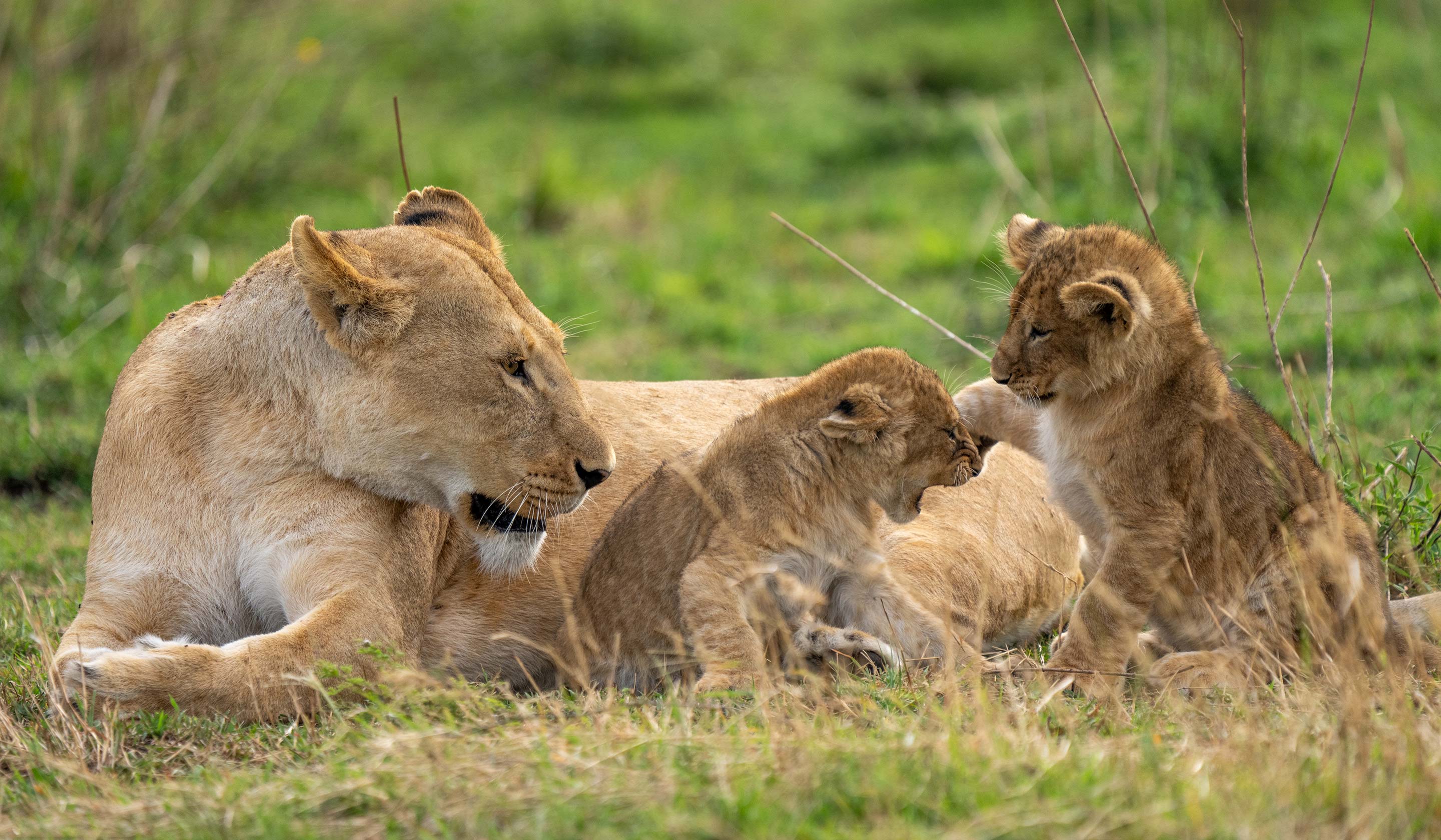 Lions in Serengeti National Park