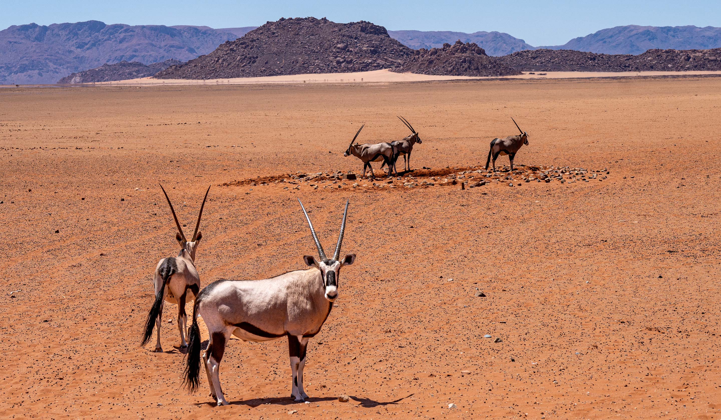 Oryx in Namibia