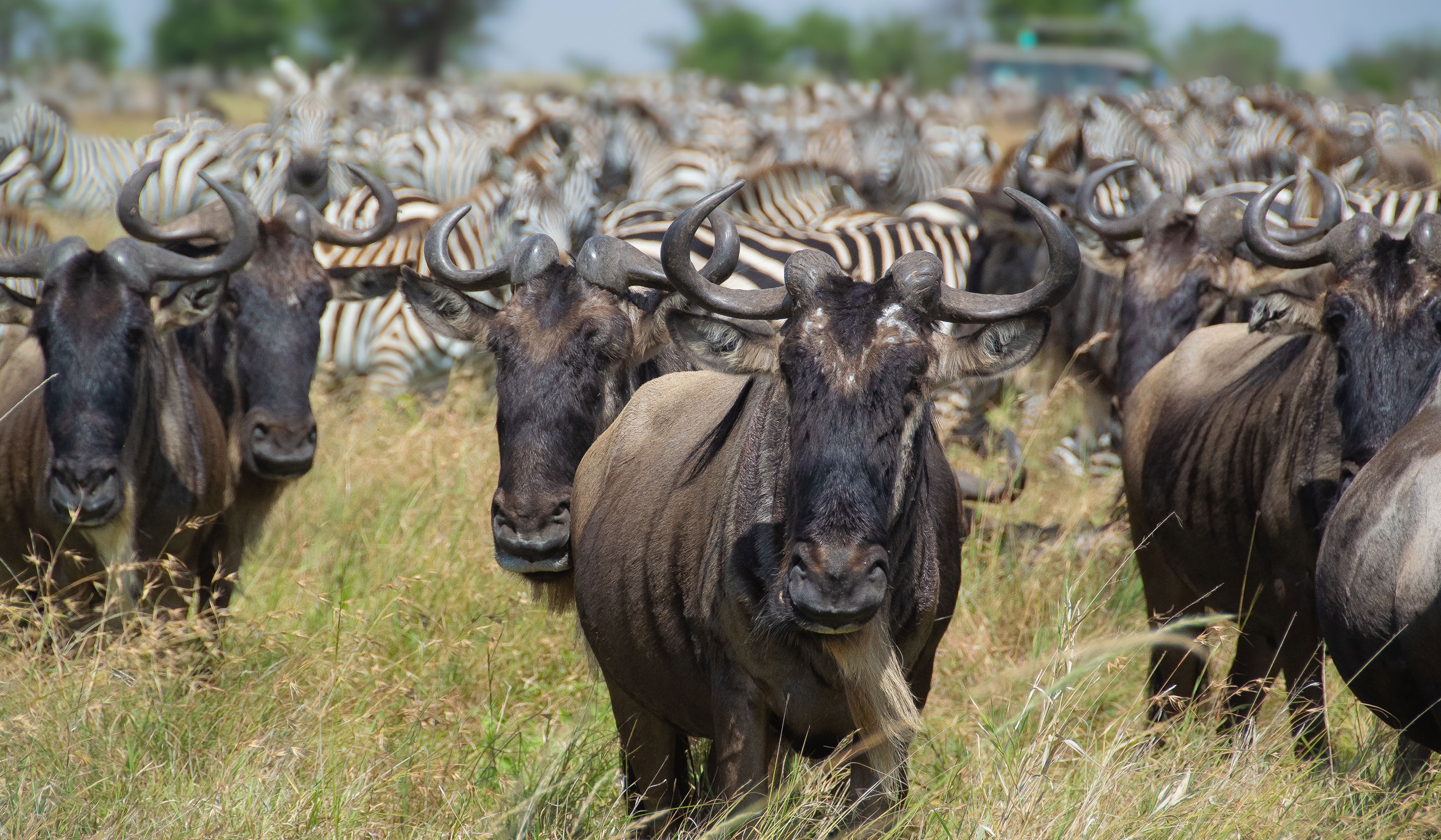 Wildebeest and Zebra, Serengeti National Park
