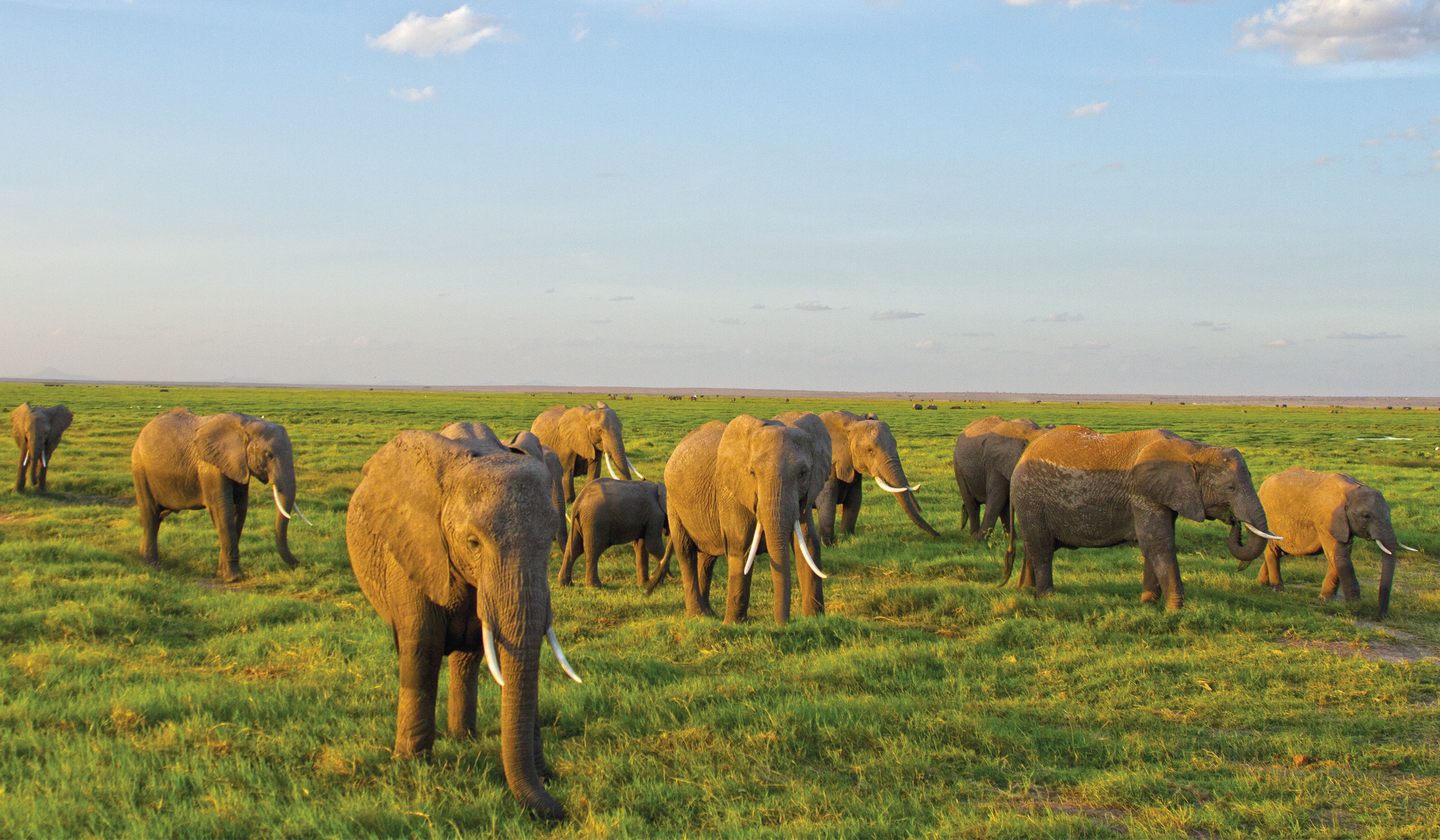 BBC Hero Image Elephants