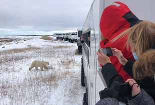 Polar Bear Adventures in Manitoba, Canada