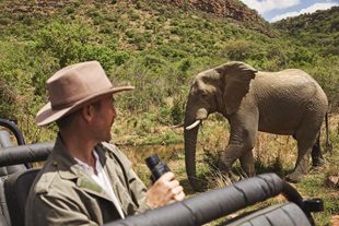 South Africa Elephant