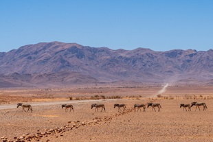 Tauck Namibia Wildlife