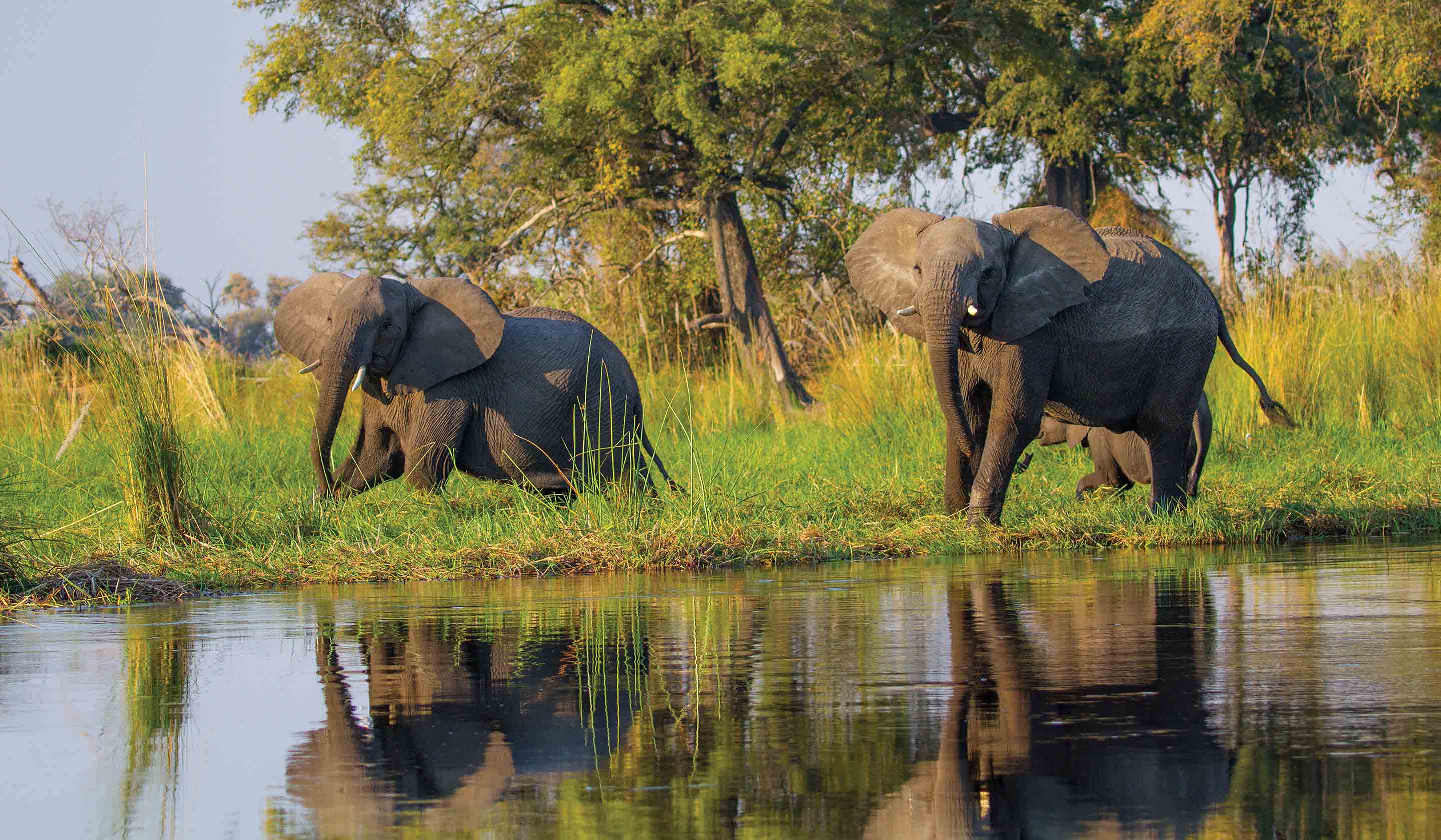 Botswana South Africa Zambia Safari