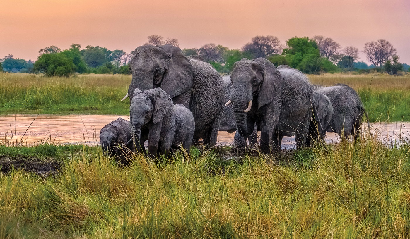 Botswana Safari Guided Travel Tauck