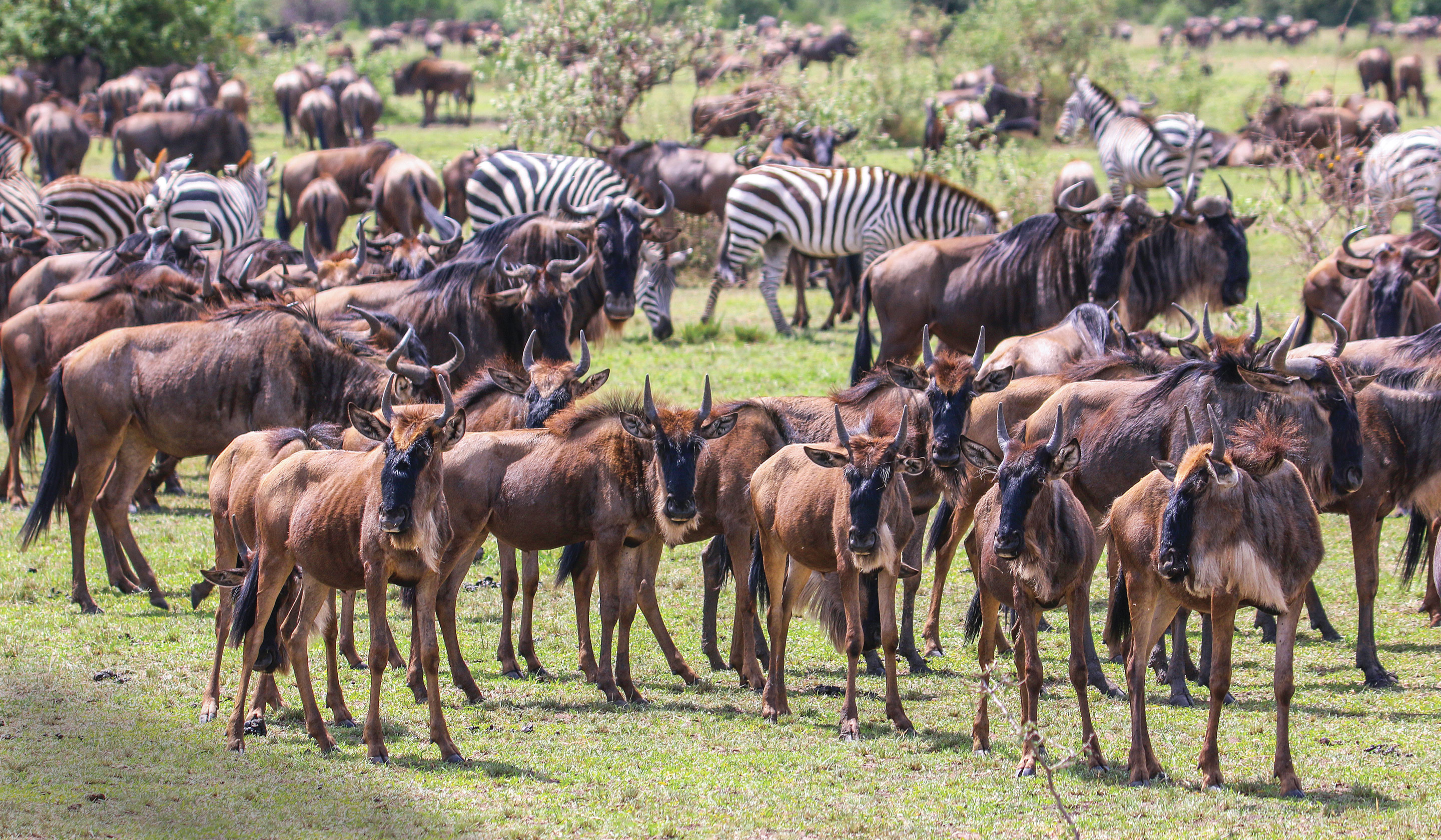 Great Migration: Tanzania & Kenya