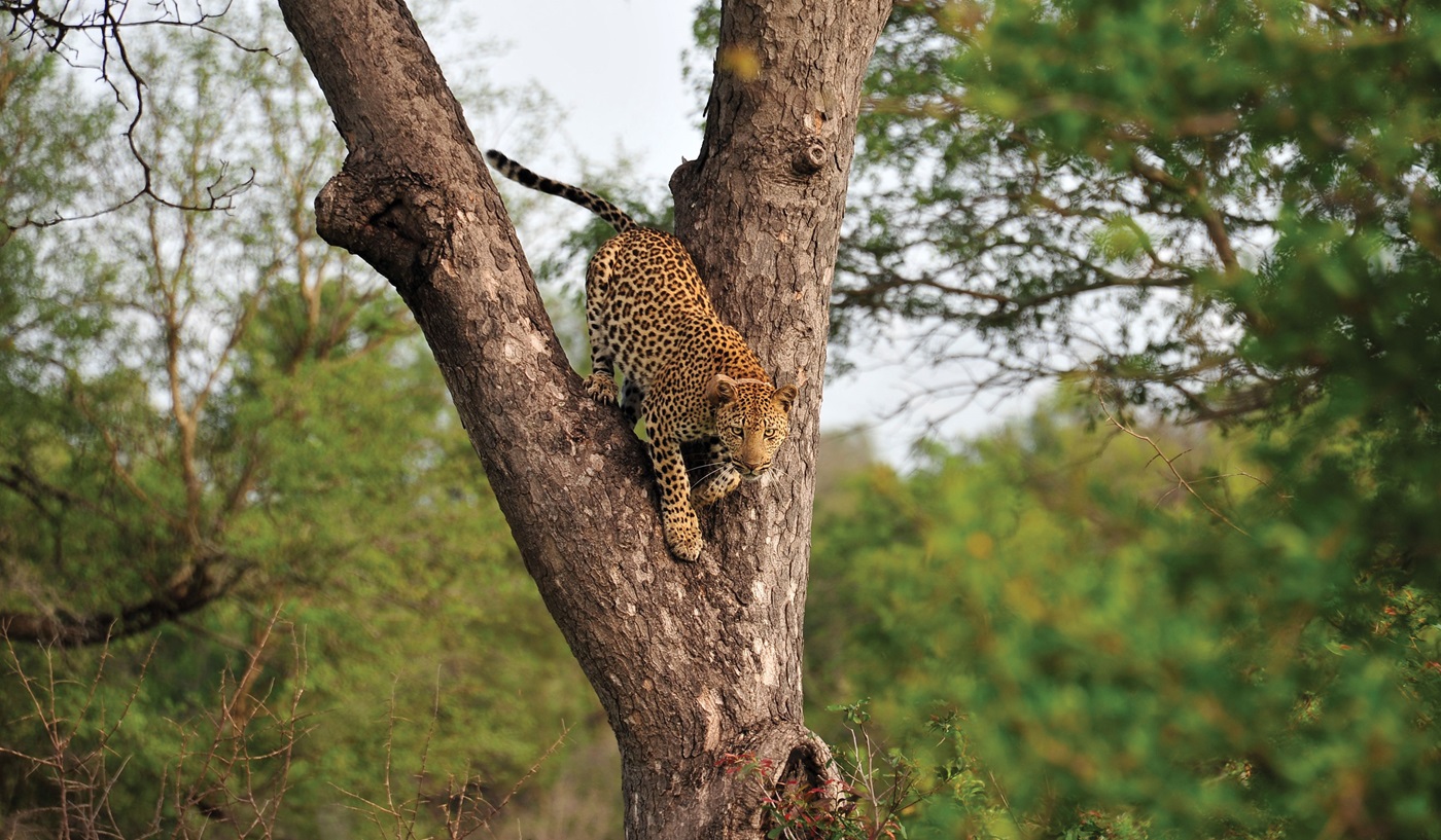 Elegant Adventure South Africa Tour and Safari