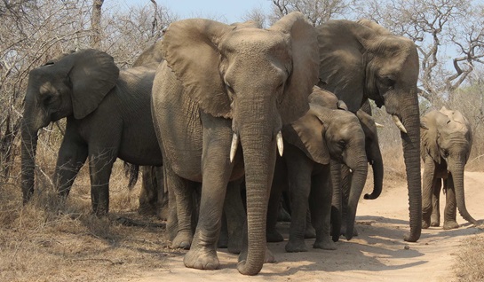 Wildlife Odyssey South Africa Botswana Amp Zimbabwe