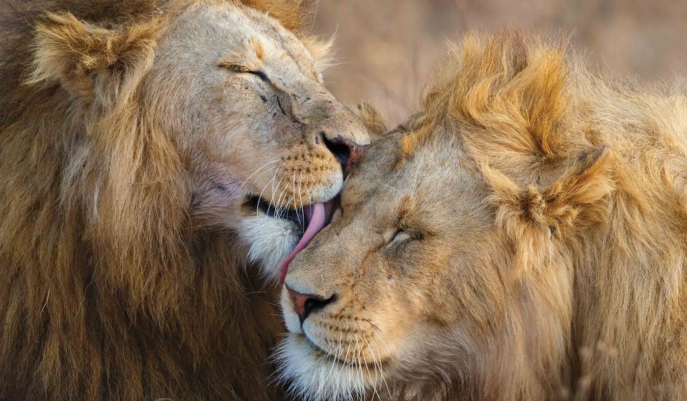 Serengeti Zanzibar Tanzania Safari