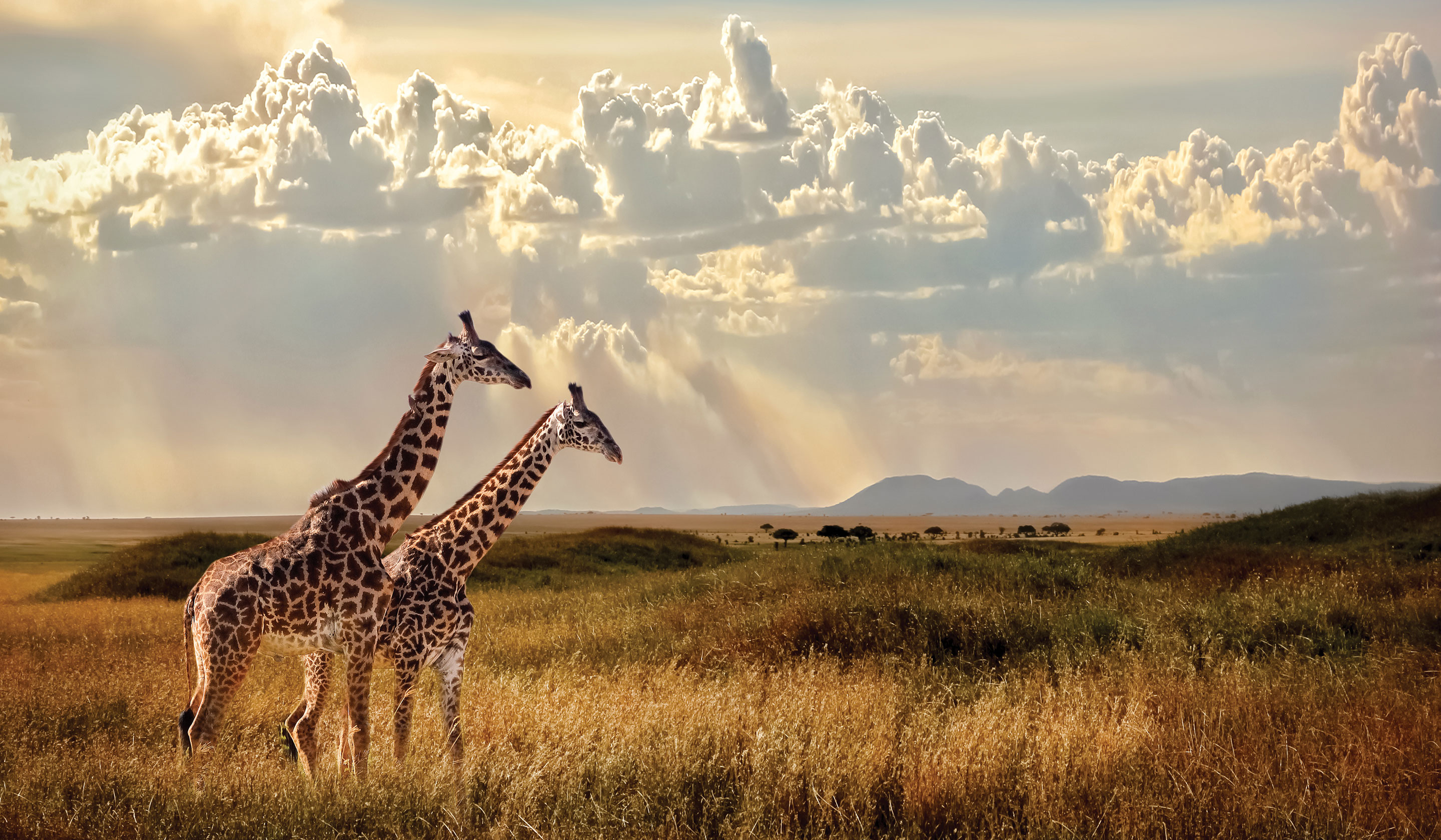 Tanzania Safari & Africa Tour Packages Tauck