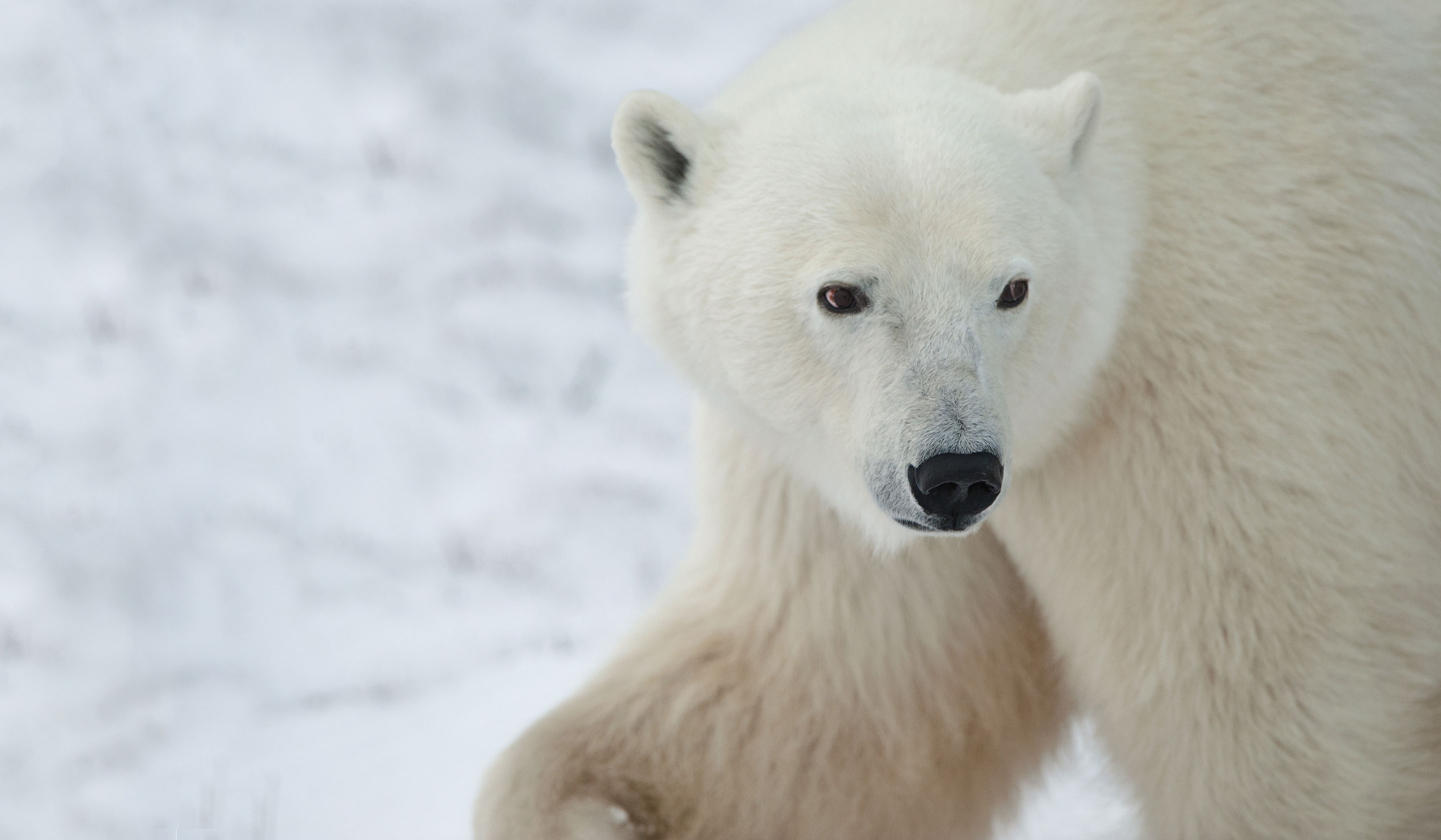 Manitoba: Polar Bear Adventure