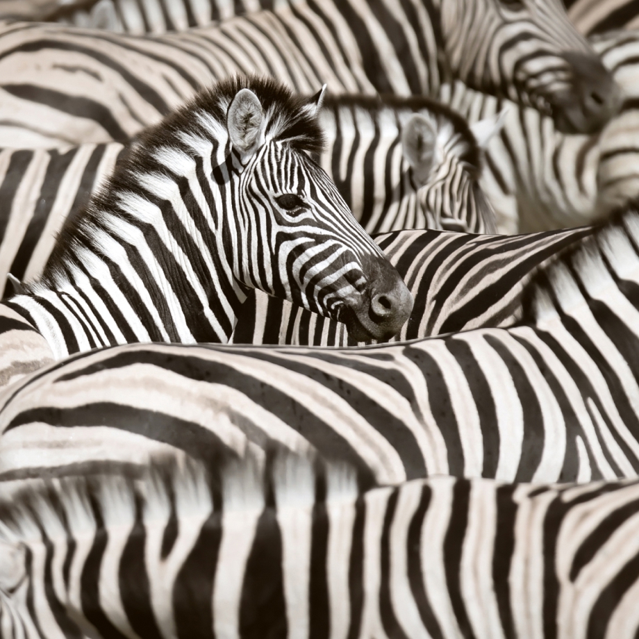 South Africa & Mozambique