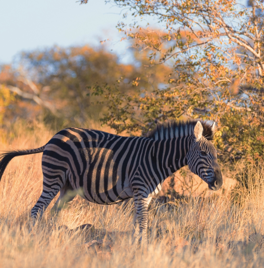 South Africa & Mozambique