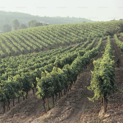 Tastes & Trails of Rioja