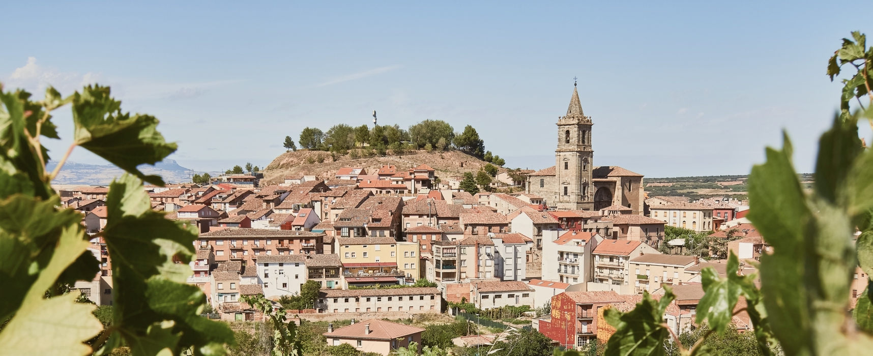 Panoramic view of a historic European town with terracotta rooftops, a church tower, and green vineyard leaves in the foreground.